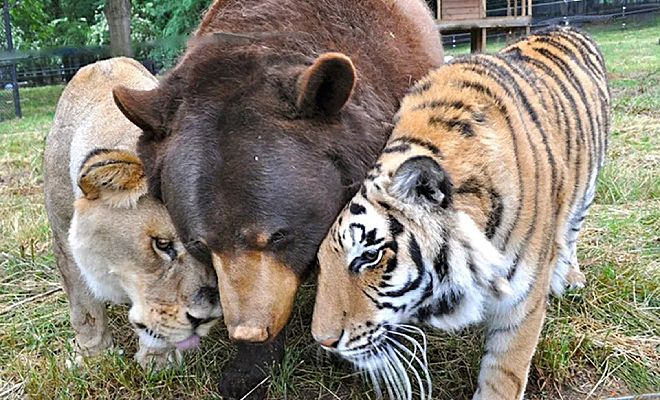 Люди защитили от охотников льва, медведя и тигра. Прошло 15 лет, но они все еще вместе и считают себя семьей