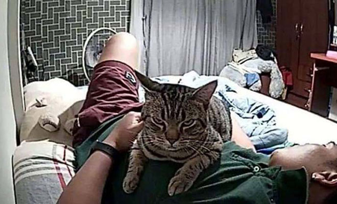 Мужчина установил камеру в спальне и увидел, что каждую ночь кот садится рядом с лицом и смотрит