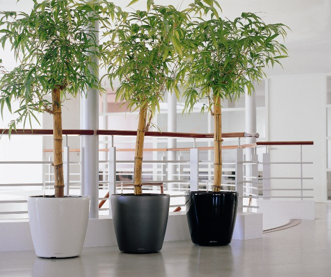 Комнатные растения в интерьере квартиры (112 фото)