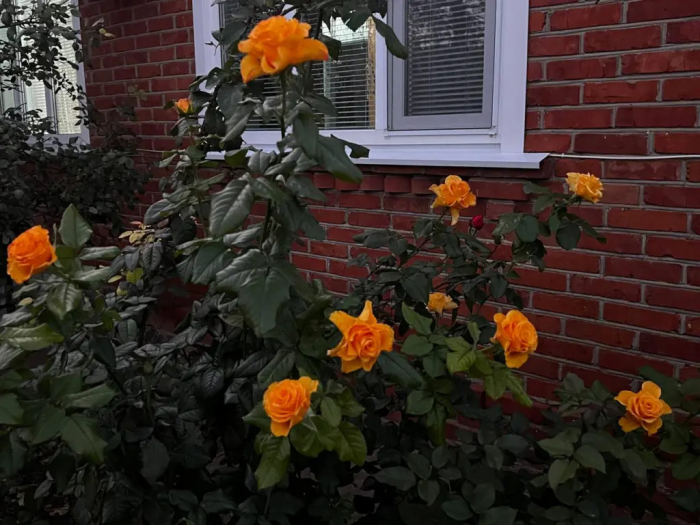 Дачники, это не роза, а истинный «боец»: цветёт без перерыва и болезни ей не страшны