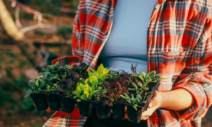 Три подкормки для роскошной рассады, которые есть на каждой кухне