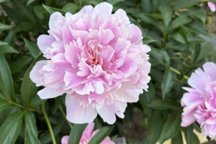 Из-за муравьев пионы не цветут: в чем причина