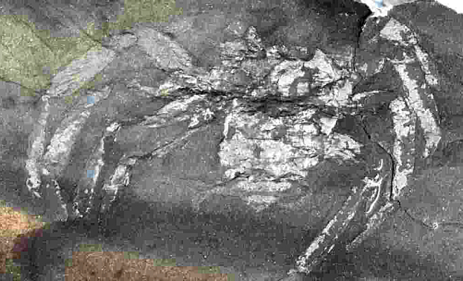 Ученые нашли в камне существа, жившие до динозавров 310 миллионов лет назад