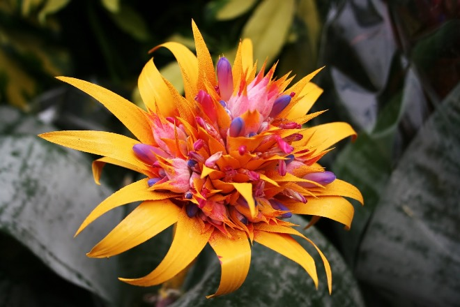 Цветы для спальни: на что обратить внимание при выборе (35 фото)