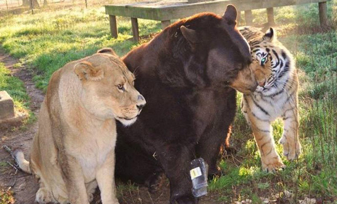 Люди защитили от охотников льва, медведя и тигра. Прошло 15 лет, но они все еще вместе и считают себя семьей