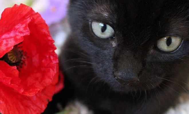 Девушка думала, что спасла милого котенка, но через 3 месяца он полностью сменил цвет и поведение