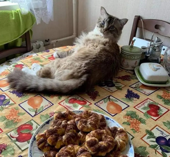 Питомцы, которые не знают границ