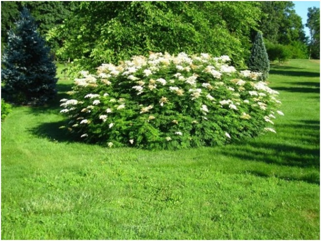 Неприхотливые декоративные кустарники в ландшафтном дизайне: фото и описания (56 фото)