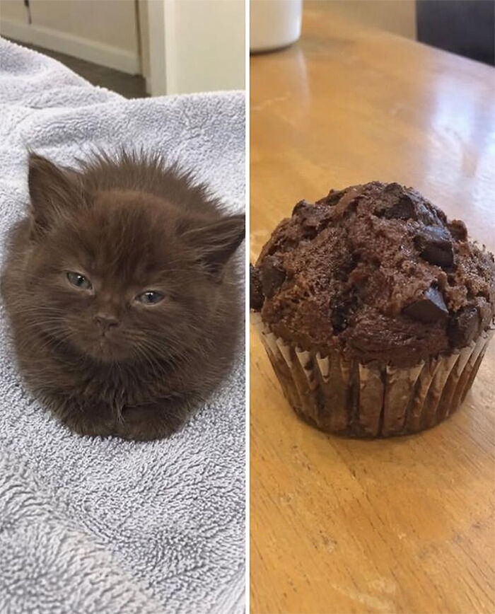 Коты похожи на еду: подборка фотографий