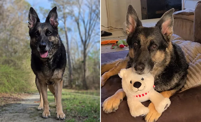 Собака увидела, что за ней наблюдает камера и сразу закрыла ее тряпкой