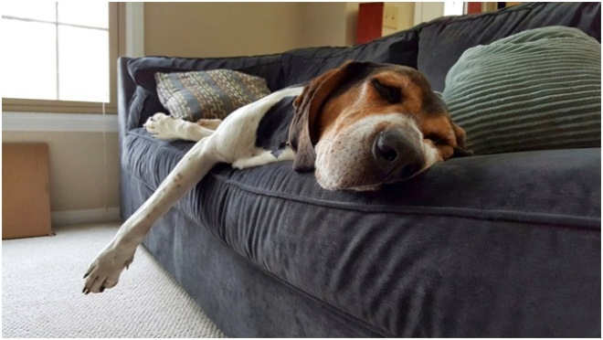 Как почистить диван в домашних условиях быстро и эффективно (12 фото)