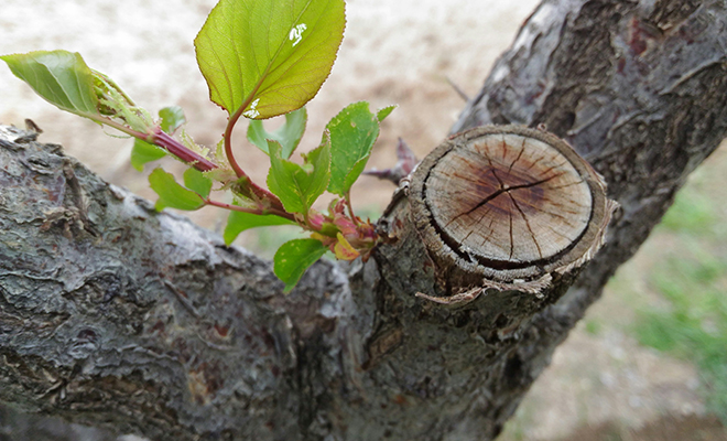 Туристы в лесу нашли елку, которая растет прямо из ветки другой елки