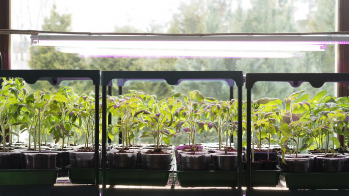 Перец, помидоры, сельдерей и лук-порей: эксперты рассказали, какие растения можно сеять на рассаду в феврале