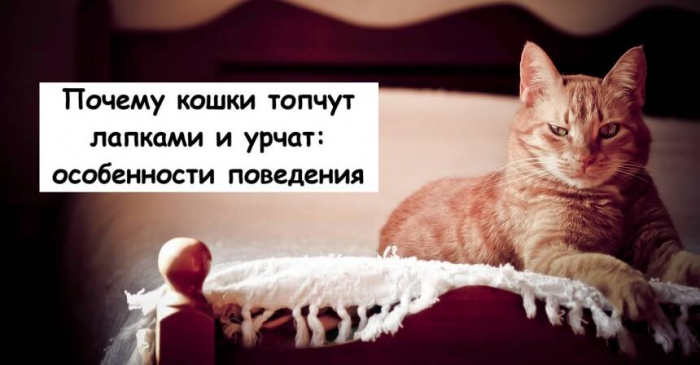 Почему кошки топчут лапками и урчат: особенности поведения