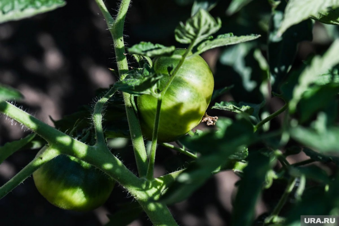Почему рассада томатов падает и бледнеет в апреле: причины и решения
