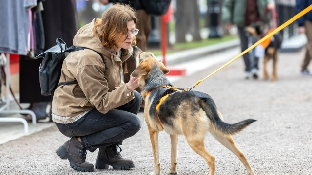 Более 50 питомцев нашли хозяев на мероприятии «Моспитомец х Четвероногий друг»