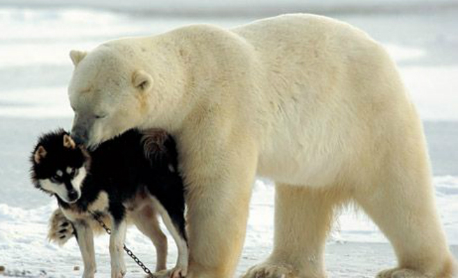 К стае собак подошли белые медведи. Люди ничего не могли поделать, но животные стали играть