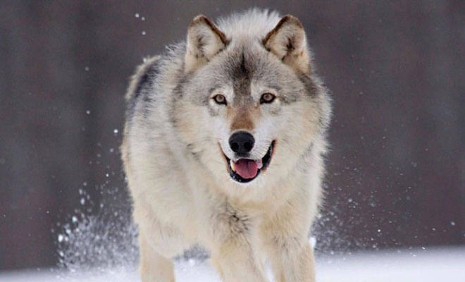 Лесник пожалел волчицу и кормил ее до весны. Но через два месяца с благодарностью пришли уже три волка