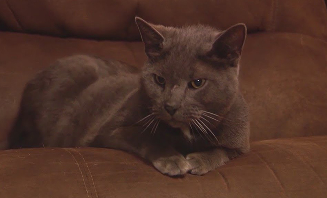 Кот пропал и нашелся через полгода. Но еще через год домой пришел точно такой же кот