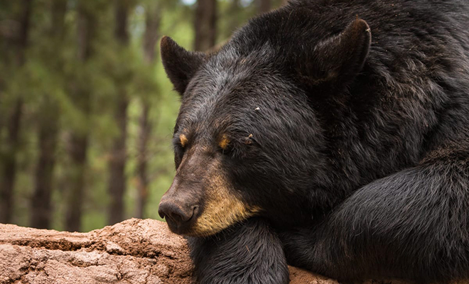 Пожилая женщина научилась говорить с дикими медведями. По ее указке животные приходят в гости и закрывают за собой дверь: видео