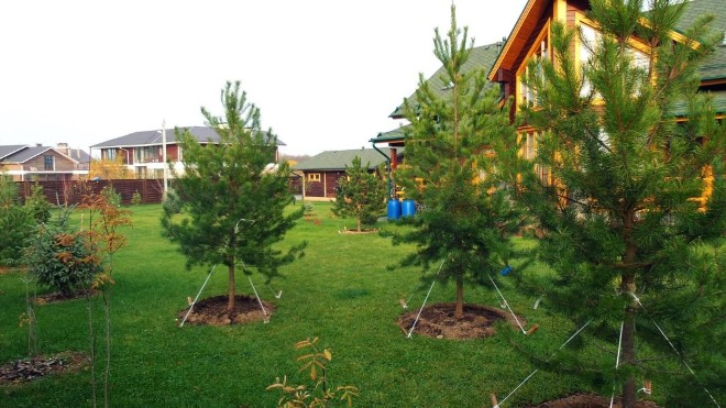 Хвойные растения для сада: выбираем самые неприхотливые культуры (65 фото)