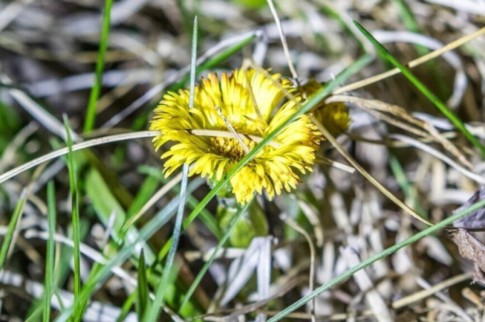 Штраф или тюрьма: какое наказание грозит за   продажу подснежников