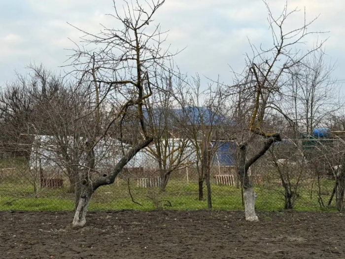 Весенний секрет садоводов: клейкая лента на стволе избавляет яблоню от тли без химии