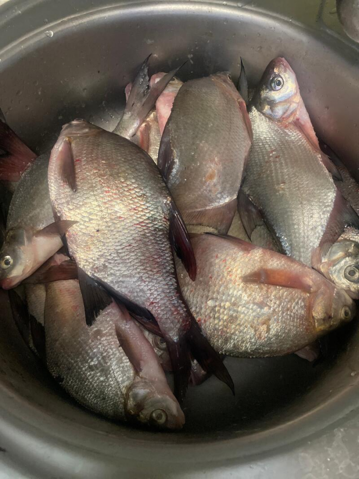 Рыбаки Алтайского края показали солидные последние уловы марта