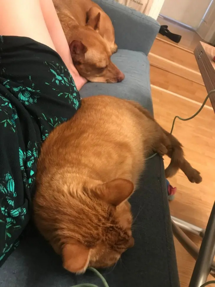 Питомцы, которые не знают границ