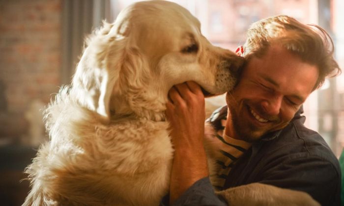 Учим собаку идеально выполнять команду «Ко мне!» по методу кинолога Шеннона