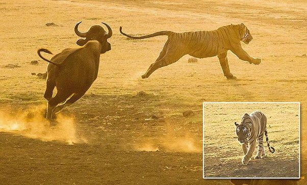 Гаур: самый крупный дикий бык, король джунглей