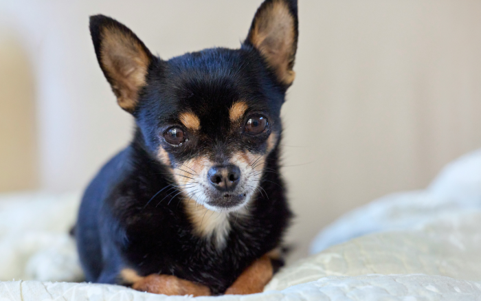 10 собак-долгожителей. Эти породы могут быть с вами 20 лет