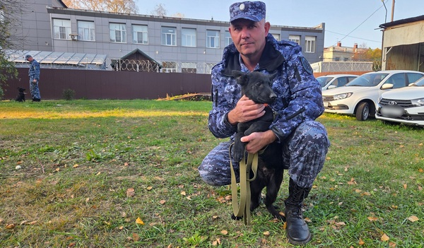 Пять щенков немецкой овчарки пополнили ряды служебных собак тамбовского УФСИН