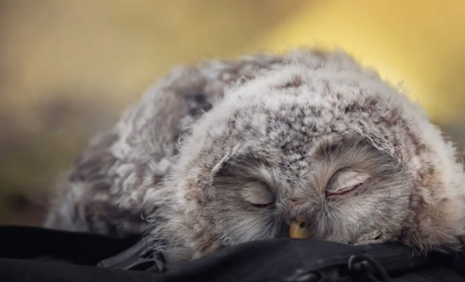 Как спят разные животные: совы лежат клювом вниз