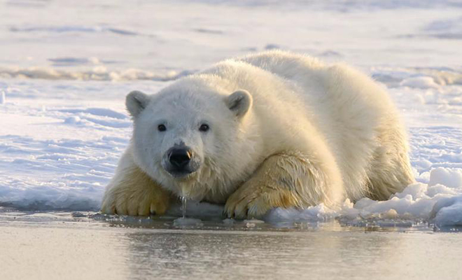 Белый медведь с банкой сгущенки во рту пришел к людям и попросил помощи: видео