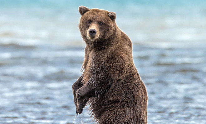 Люди расположились на пляже под Тверью, а через час из леса вышел медведь и тоже решил устроиться на отдых: видео