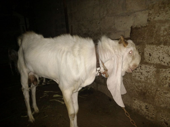 Дамасские козы: странная красота и практическая ценность