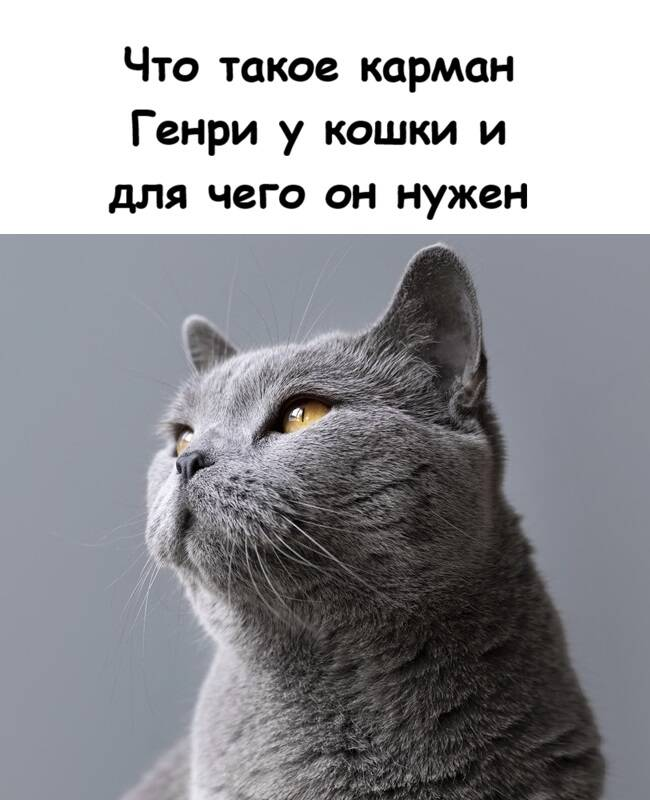 Что такое карман Генри у кошки и для чего он нужен