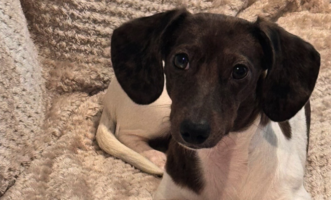 Женщина оставила щенка одного, но уже вечером получила странное послание на двери