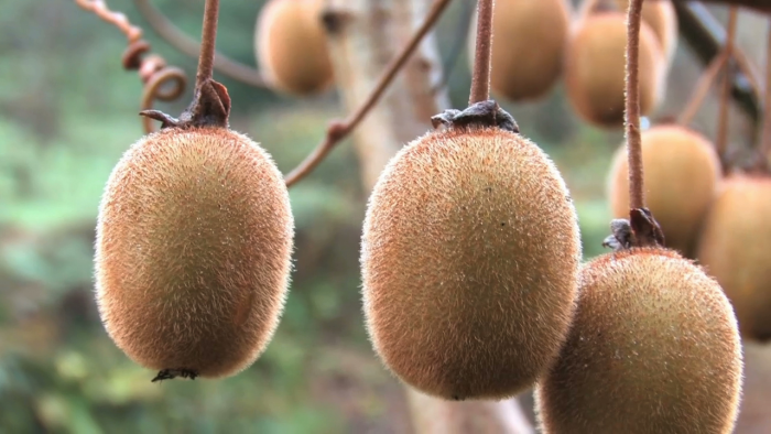 Самые полезные для мужчины фрукты