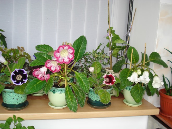 Комнатные растения в интерьере квартиры (112 фото)