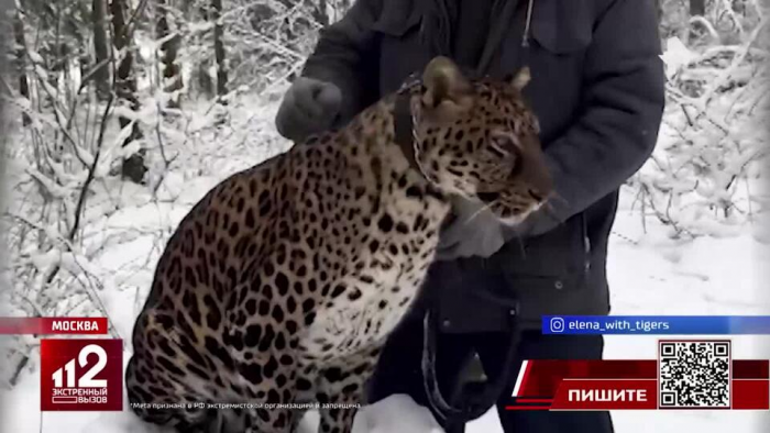 Леопард стал живым реквизитом для фотосессий