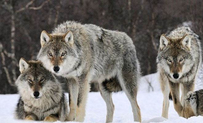 Лесник пожалел волчицу и кормил ее до весны. Но через два месяца с благодарностью пришли уже три волка
