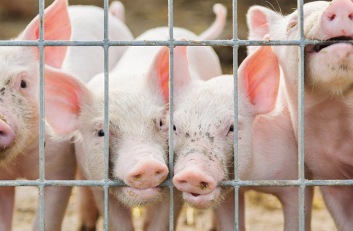 8 продуктов, объявленных вне закона