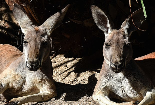 Кенгуру: что это за животное, как выглядит и опасно ли для людей
