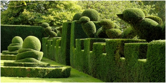 Неприхотливые декоративные кустарники в ландшафтном дизайне: фото и описания (56 фото)