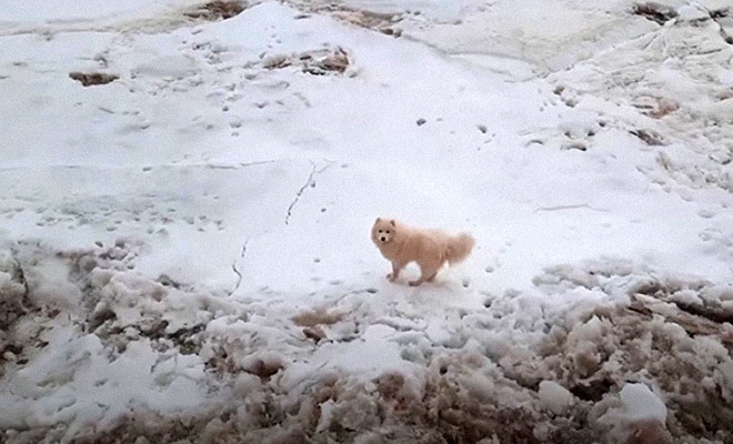 Собака в Заполярье убежала из дома, а через несколько дней ее случайно нашли моряки на льдине в 8 километрах от берега