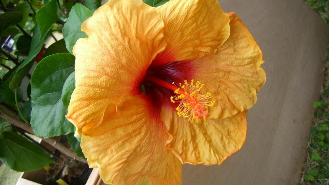 Комнатные растения в интерьере квартиры (112 фото)