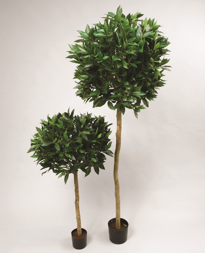 Комнатные растения в интерьере квартиры (112 фото)