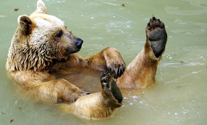 Люди расположились на пляже под Тверью, а через час из леса вышел медведь и тоже решил устроиться на отдых: видео